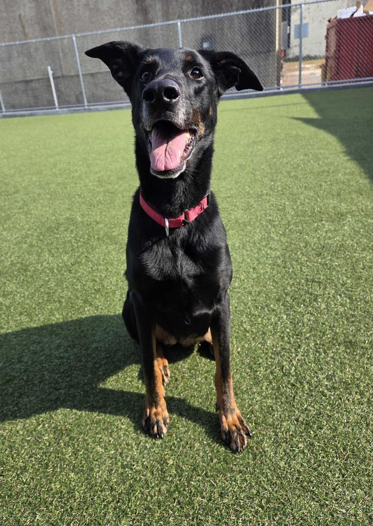 Padme, Adoptable, Adult Female Doberman Pinscher.