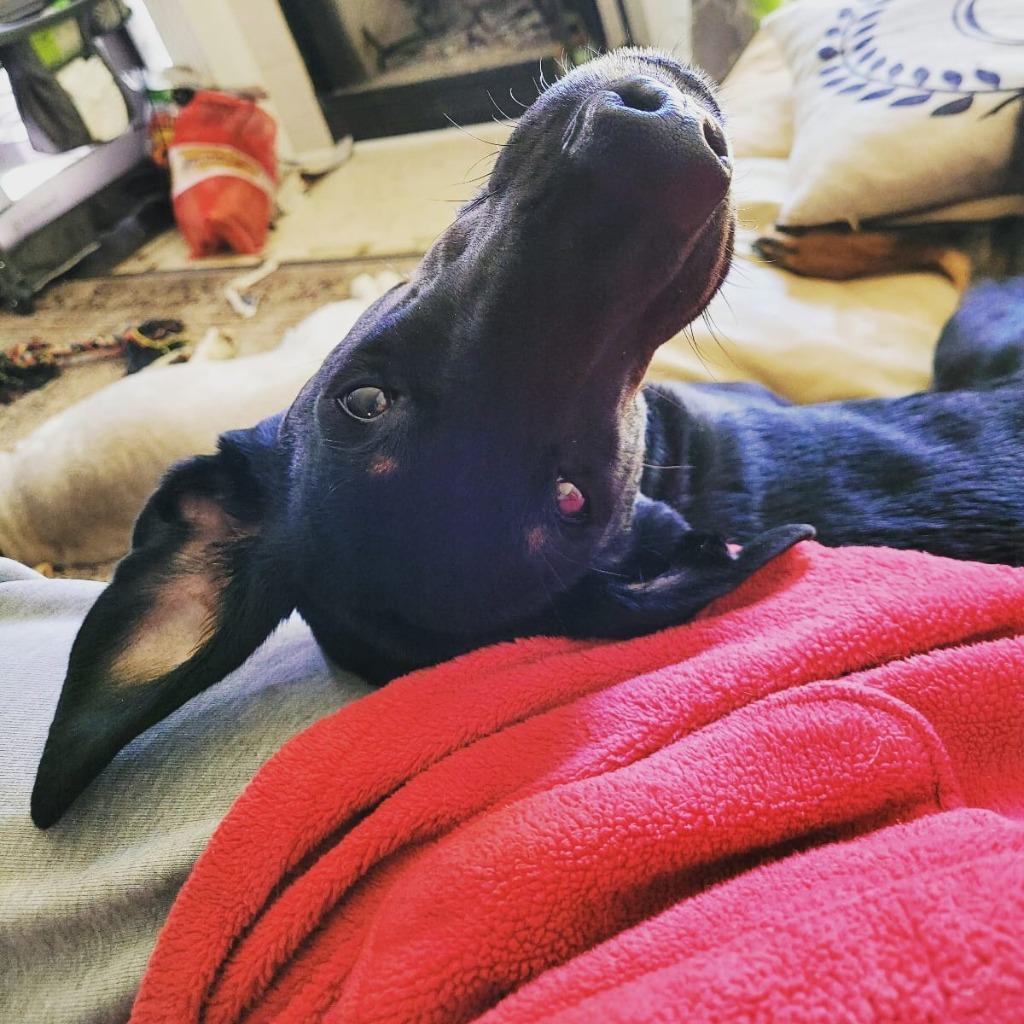 Enlarge Padme, a Adoptable Doberman Pinscher in New Orleans, LA image 6/6