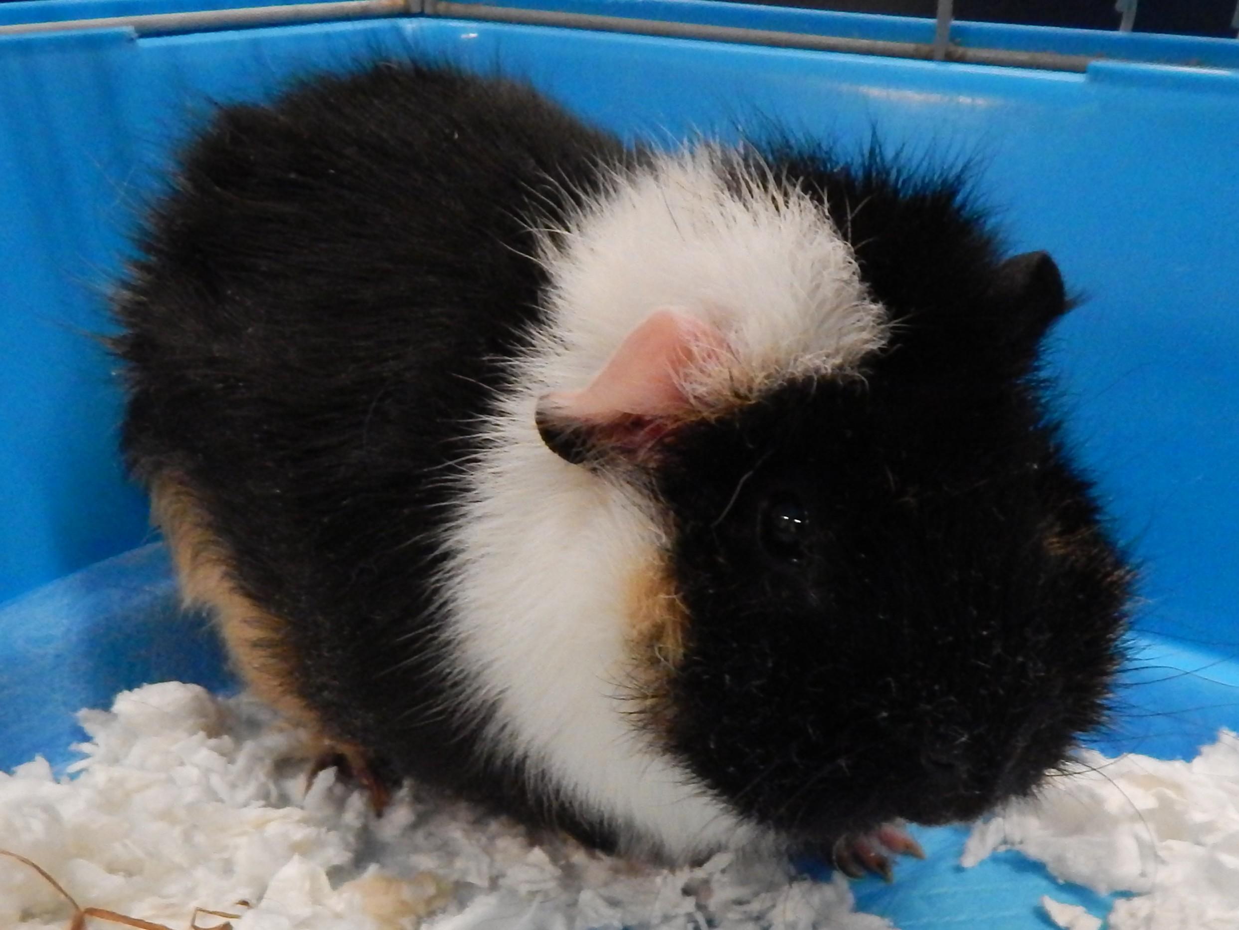 Enlarge Berry & Cocoa, a ADOPTABLE Guinea Pig in Mesquite, NV image 1/1