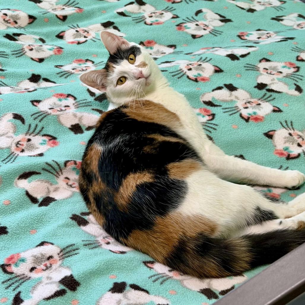 Enlarge Calliope Moonsong 2024, a Adoptable Domestic Short Hair in Palmdale, CA image 1/3