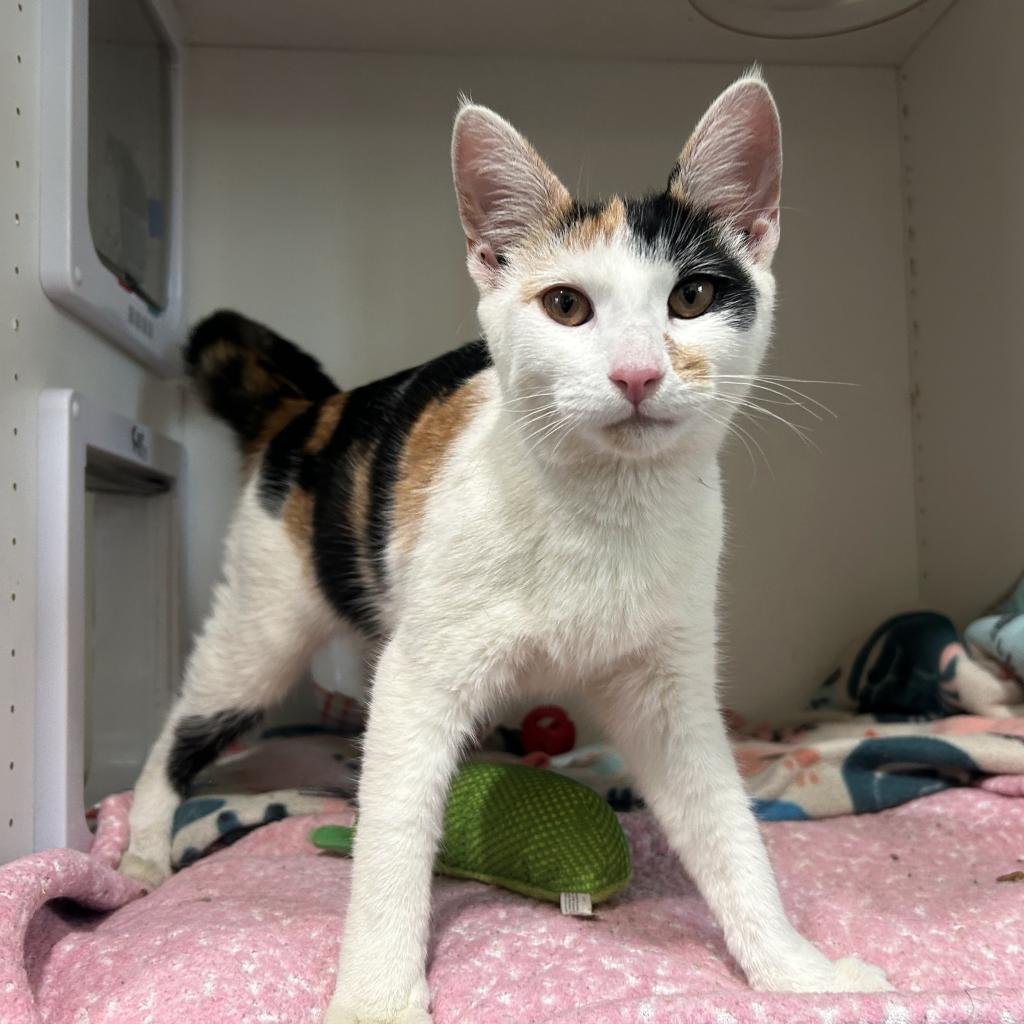 Enlarge Calliope Moonsong 2024, a Adoptable Domestic Short Hair in Palmdale, CA image 2/3
