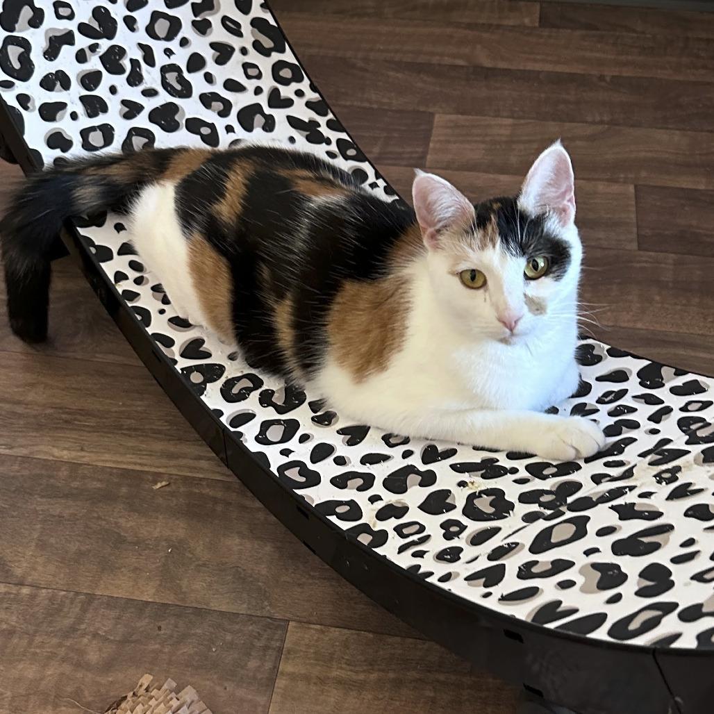 Enlarge Calliope Moonsong 2024, a Adoptable Domestic Short Hair in Palmdale, CA image 3/3
