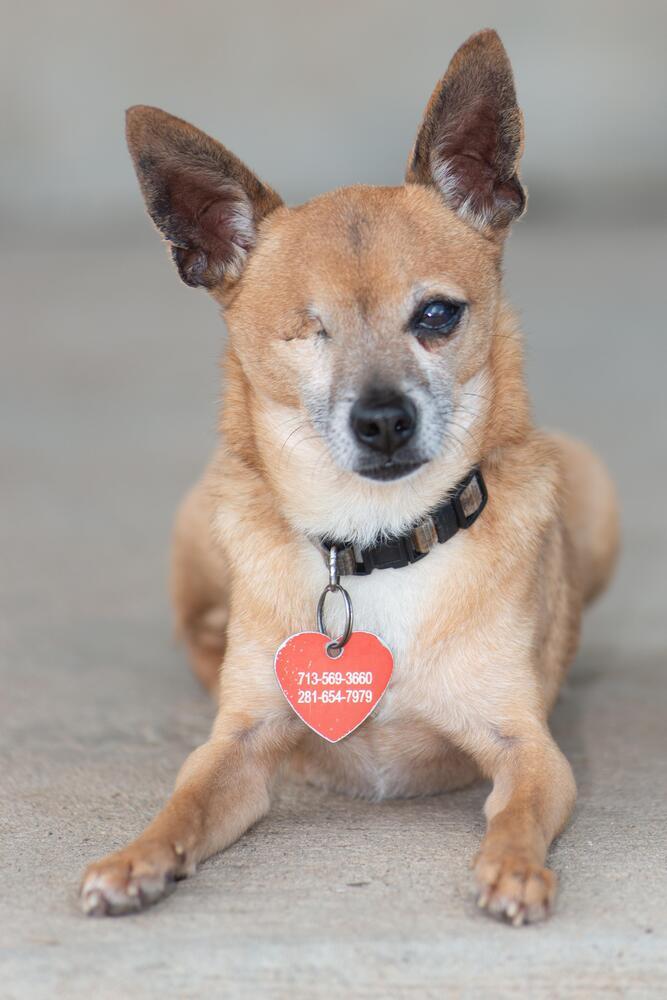 Beacon, Adoptable, Adult Male Chihuahua.