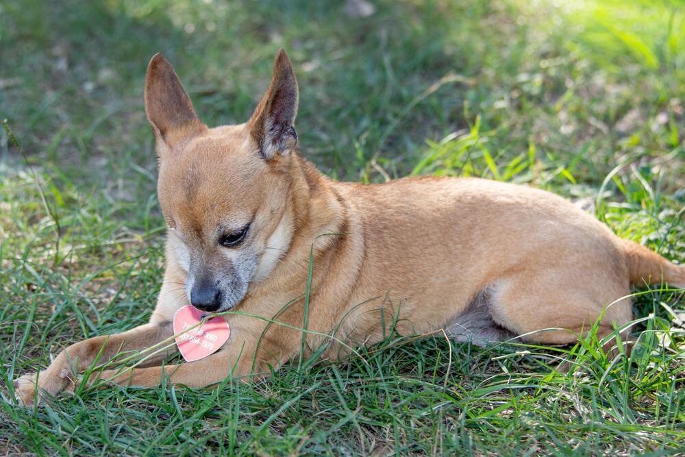 Enlarge Beacon, a Adoptable Chihuahua in Richmond, TX image 2/3