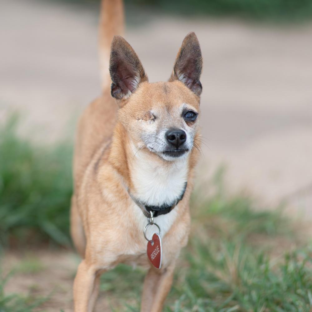 Beacon, Adoptable, Adult Male Chihuahua.