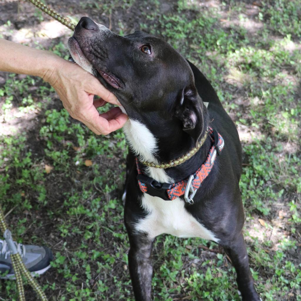 Loki, Adoptable, Adult Male Black Labrador Retriever & Mixed Breed.