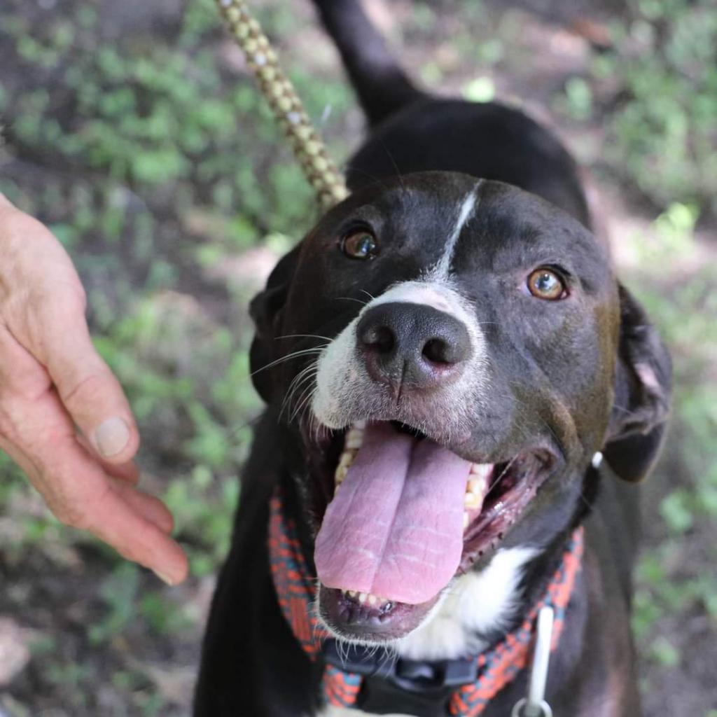 Loki, a Adoptable mixed breed in San Antonio, TX image 2/6