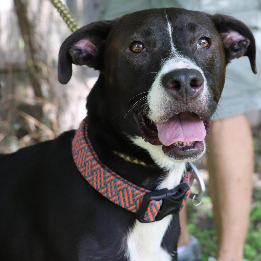 Loki, a Adoptable mixed breed in San Antonio, TX image 3/6