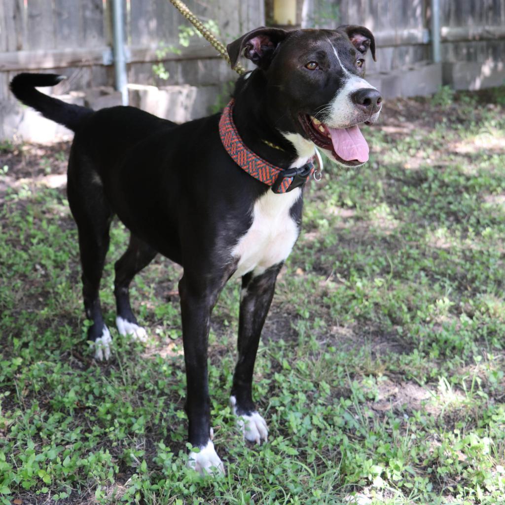 Loki, a Adoptable mixed breed in San Antonio, TX image 4/6