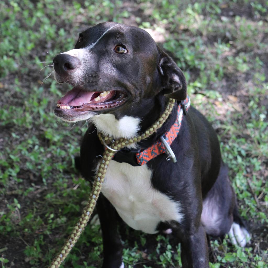 Loki, a Adoptable mixed breed in San Antonio, TX image 5/6