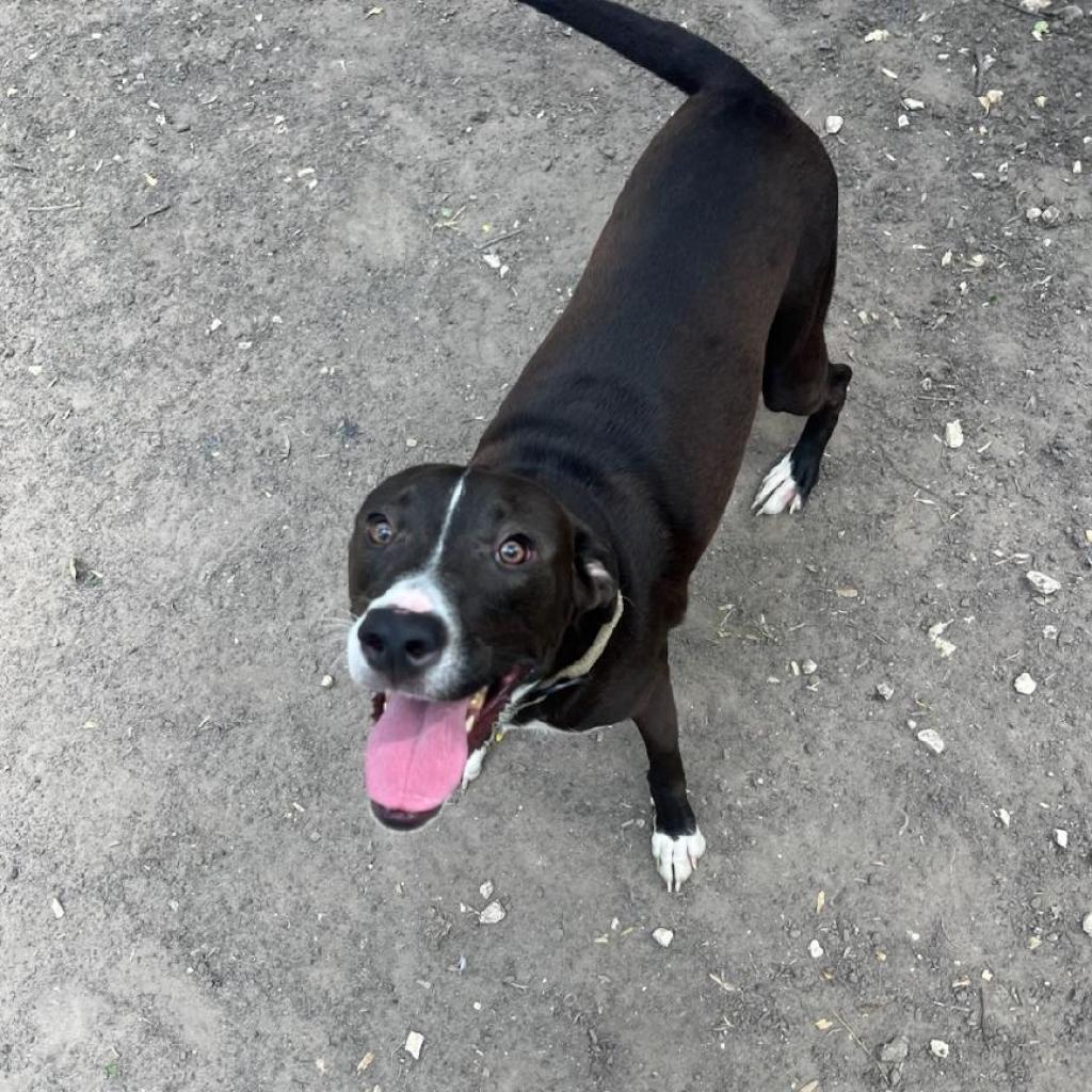 Loki, a Adoptable mixed breed in San Antonio, TX image 6/6