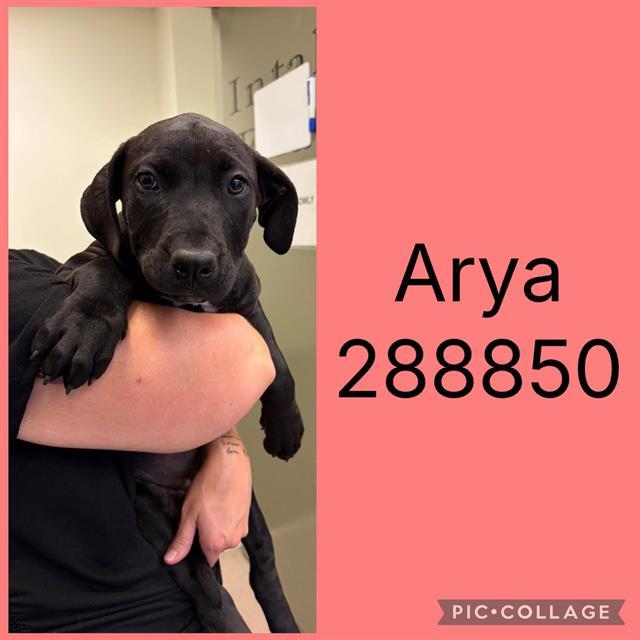 Enlarge ARYA, a Adoptable mixed breed in Macon, GA image 1/1