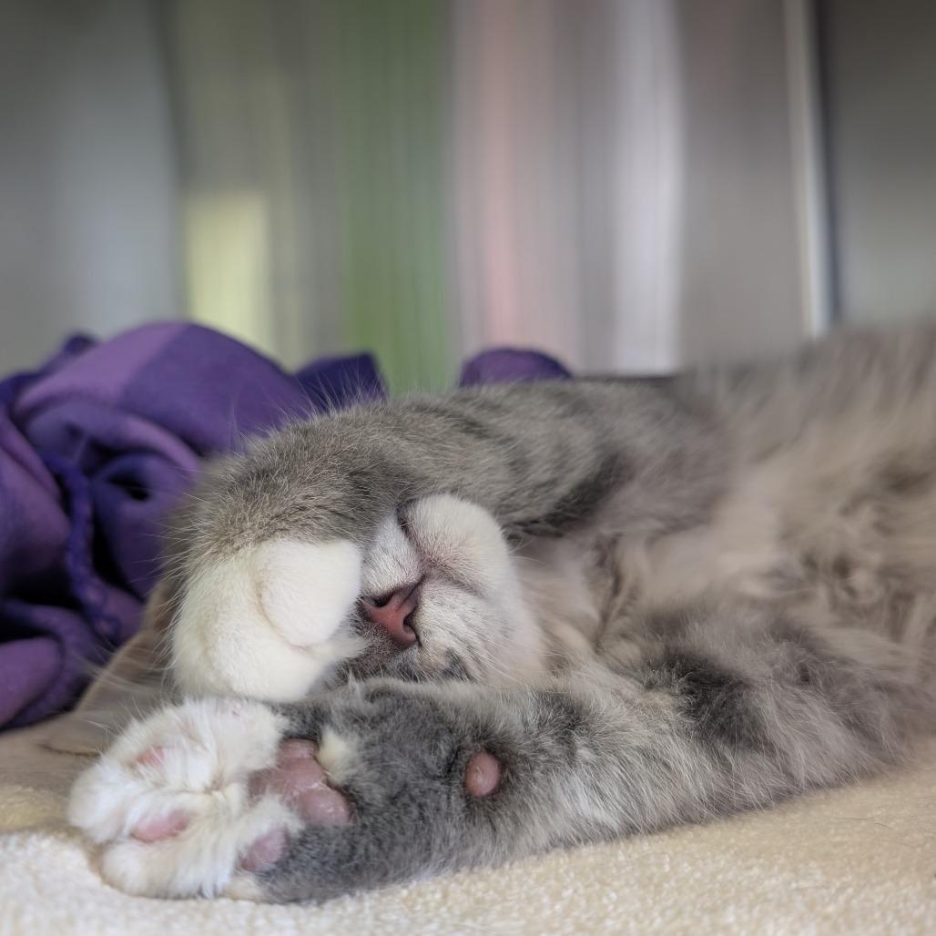 Milo, Adoptable, Kitten Male Domestic Short Hair.