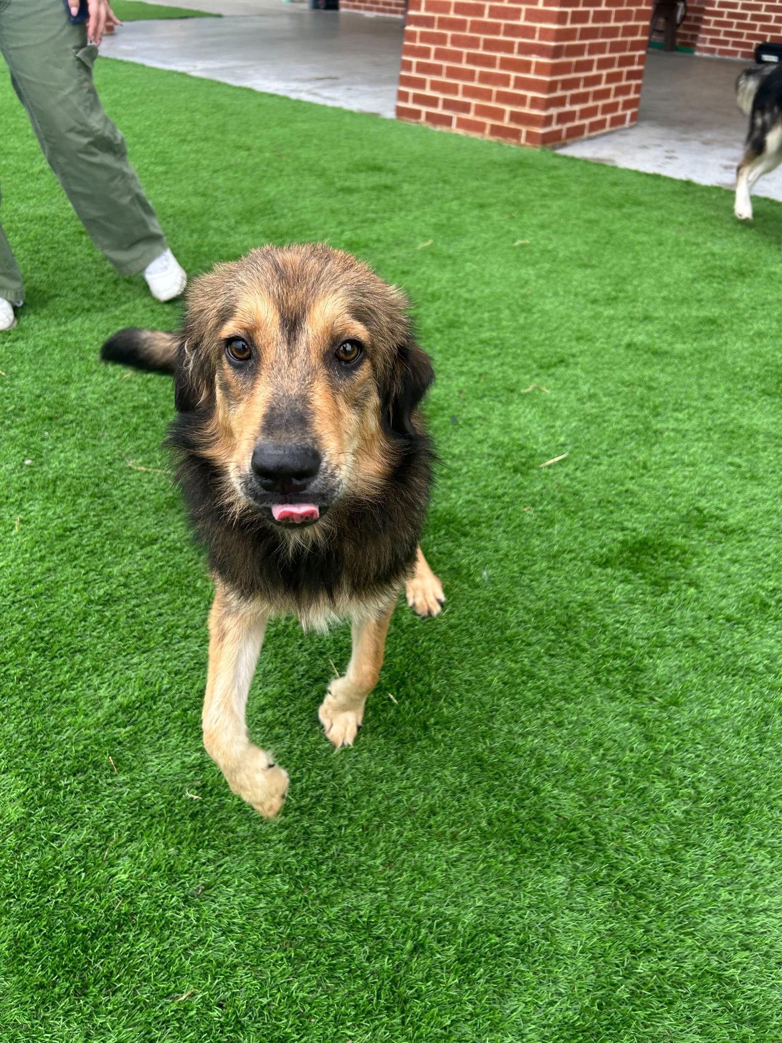 Osa, Adopted, Young Female Collie.
