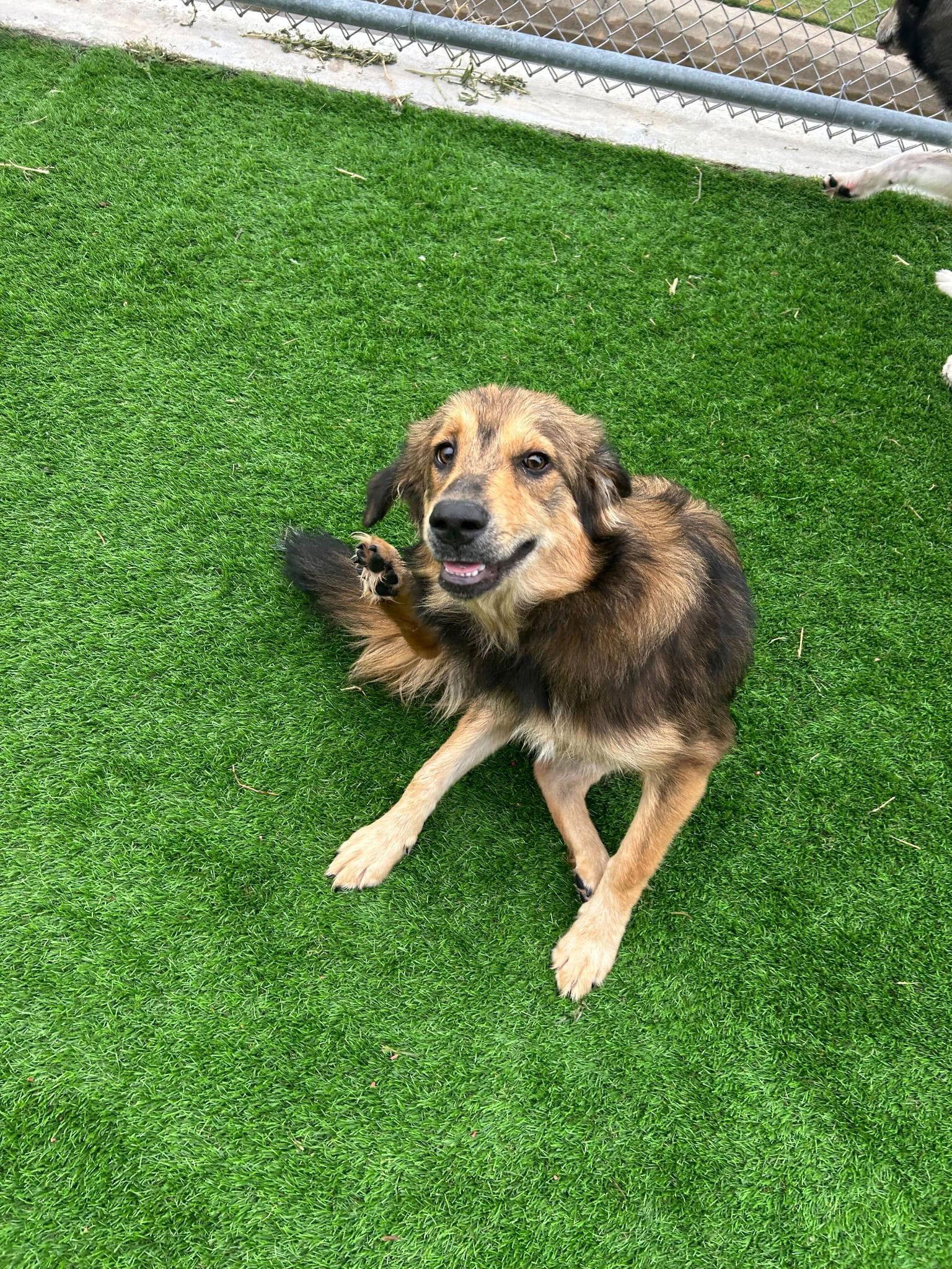 Osa, a Adopted Collie in Newport, NH image 2/2