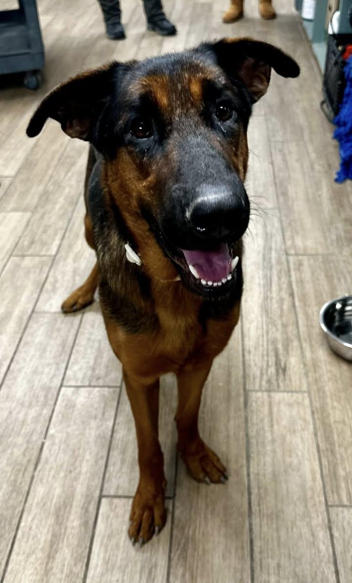 Enlarge Boomer, a Adoptable German Shepherd Dog in Rowlett, TX image 1/3