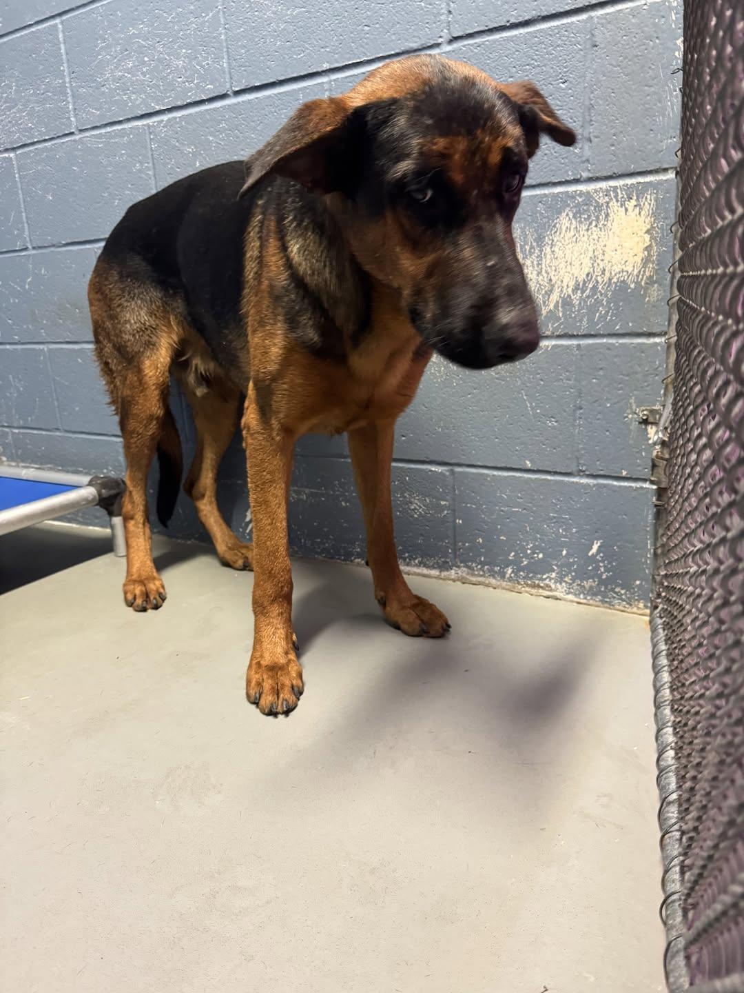 Boomer, Adoptable, Young Male German Shepherd Dog.