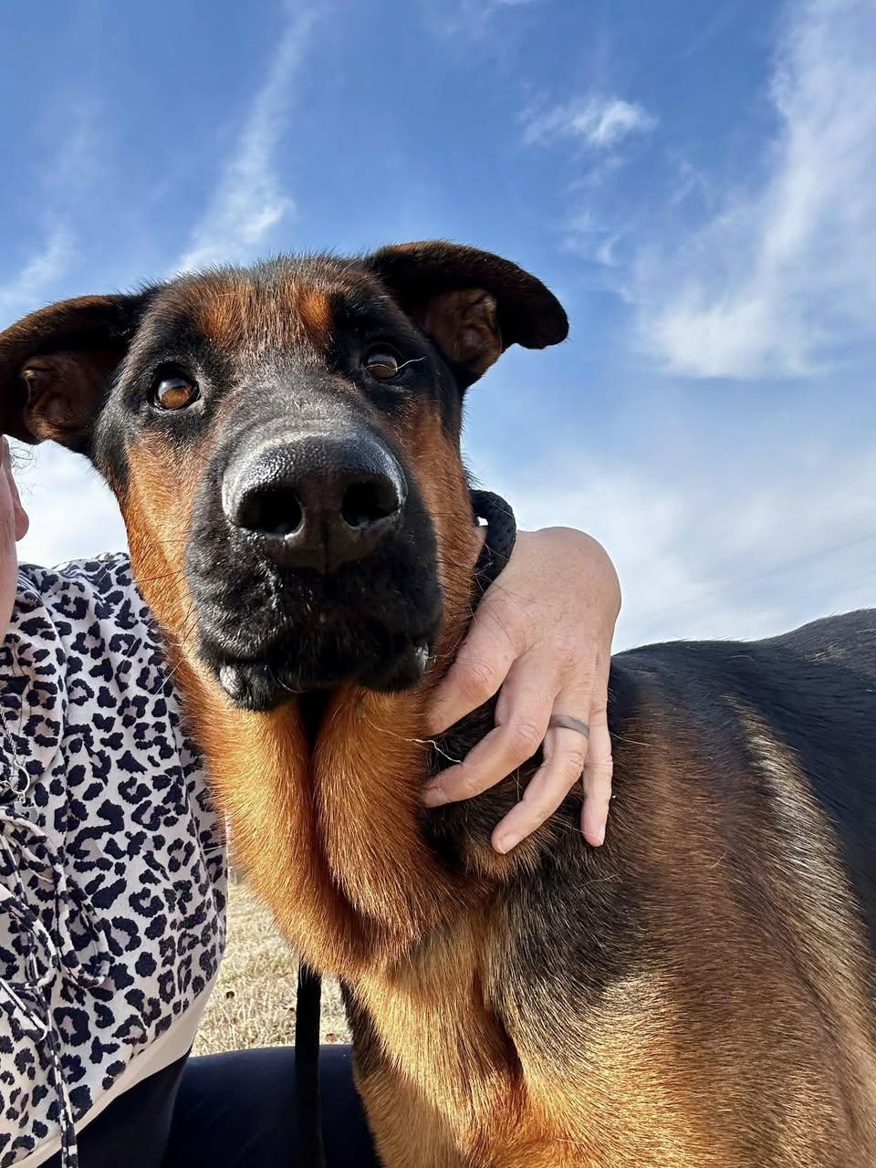 Enlarge Boomer, a Adoptable German Shepherd Dog in Rowlett, TX image 3/3