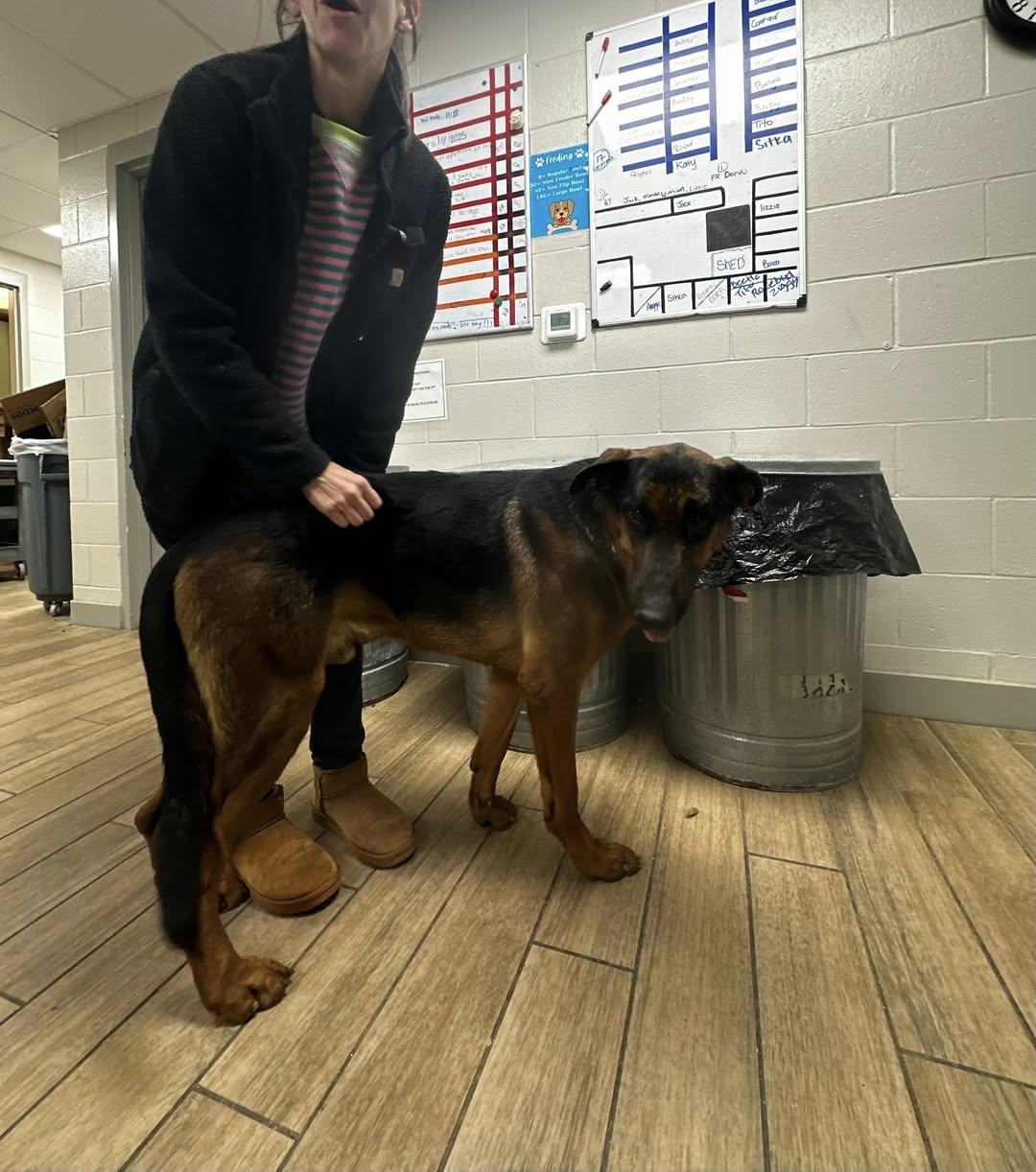 Boomer, a Adoptable German Shepherd Dog in Rowlett, TX image 2/3