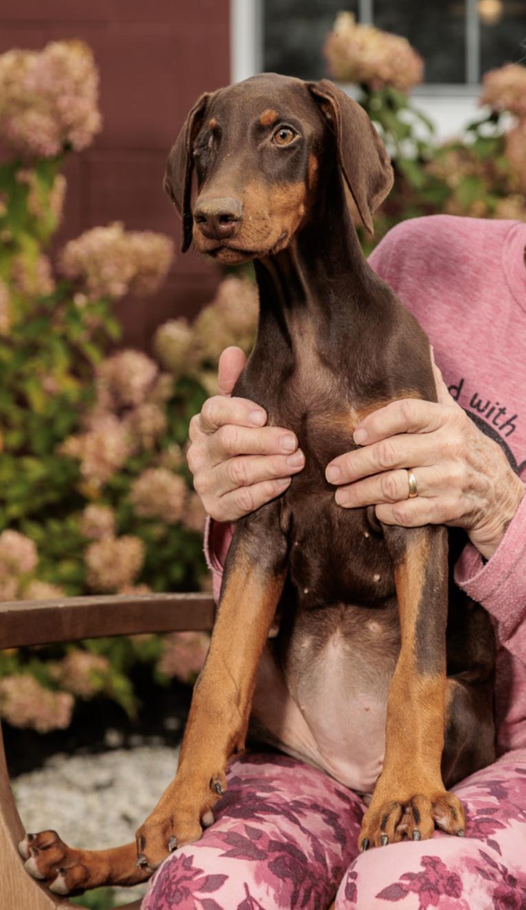 Enlarge Stacey, an adopted Doberman Pinscher in Chester Springs, PA image 1/1