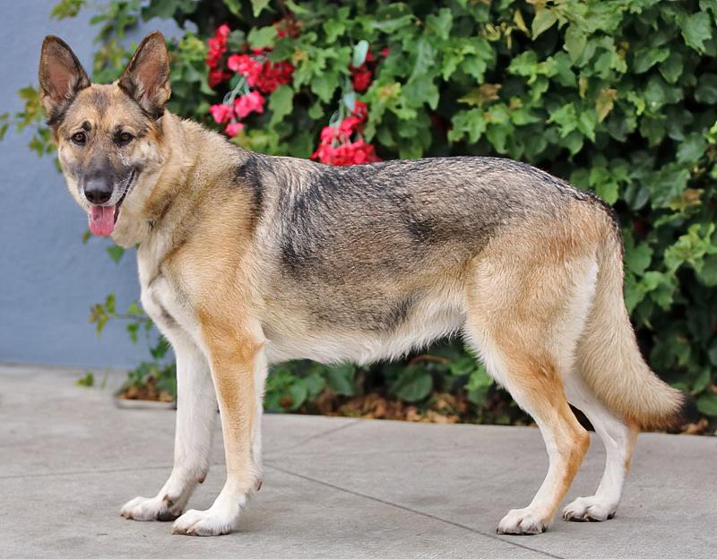 Nala von Surselva, a Adoptable German Shepherd Dog in Los Angeles, CA image 6/6