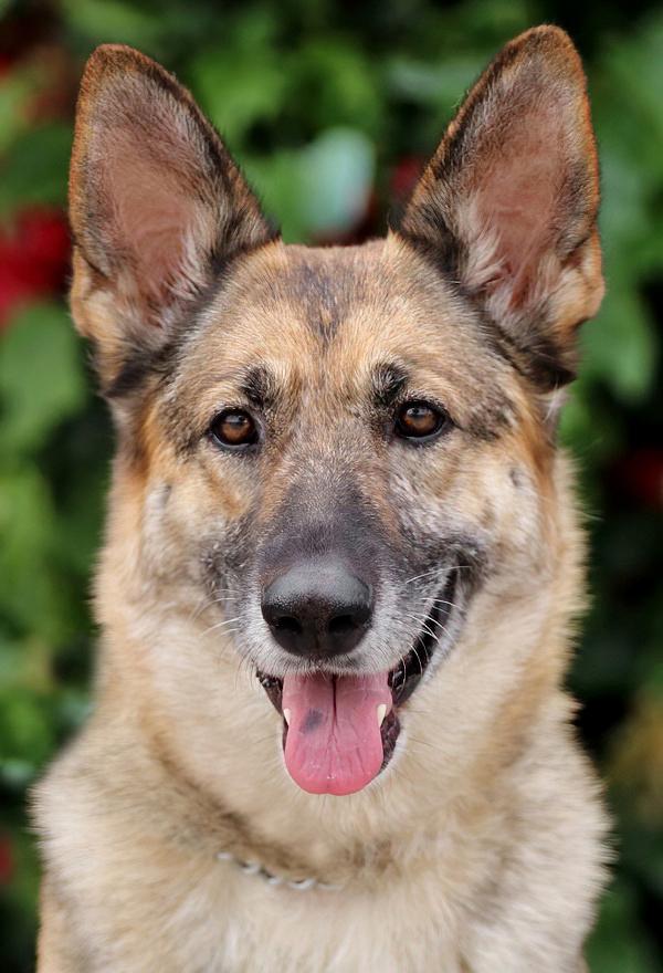 Nala von Surselva is a beautiful 4 year old German Shepherd Owner surrender - n