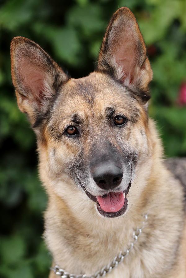 Nala von Surselva, a Adoptable German Shepherd Dog in Los Angeles, CA image 3/6