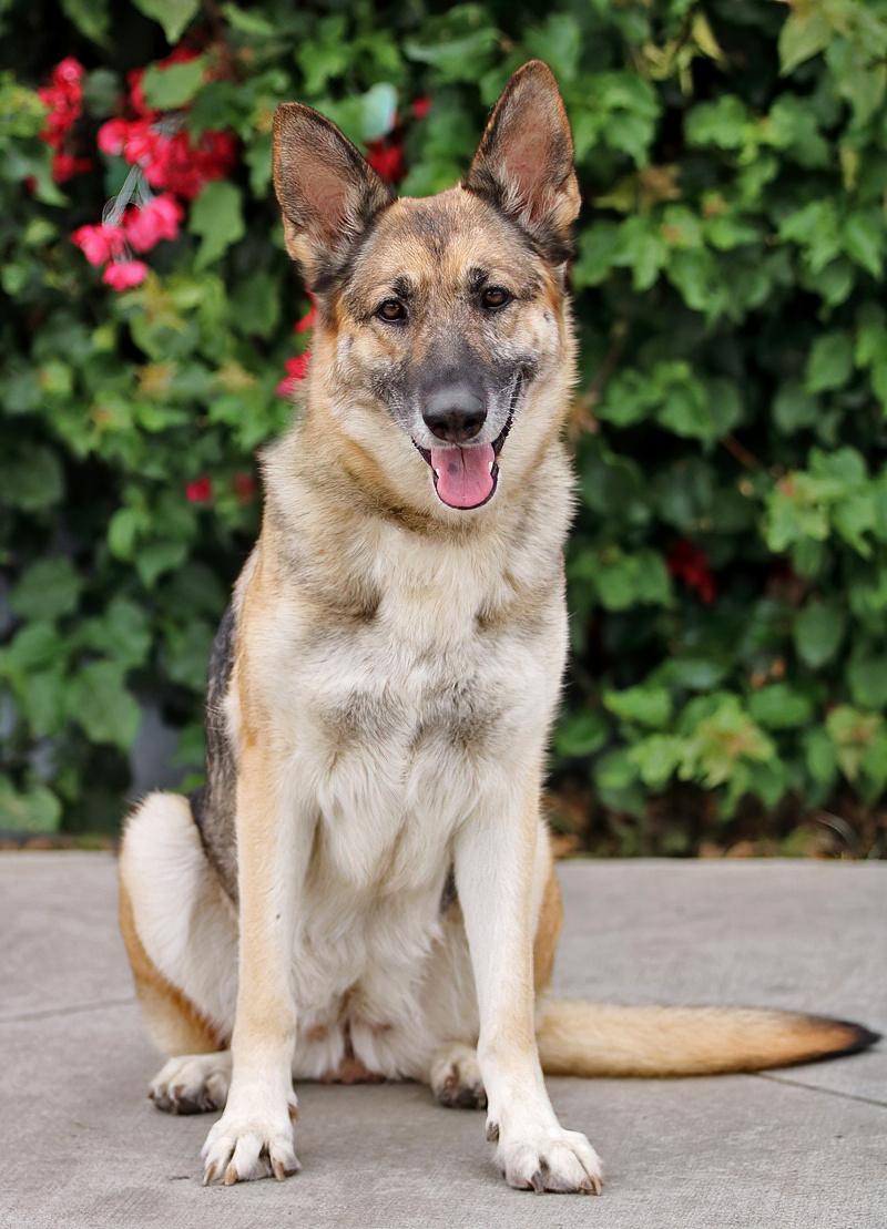Nala von Surselva, a Adoptable German Shepherd Dog in Los Angeles, CA image 4/6