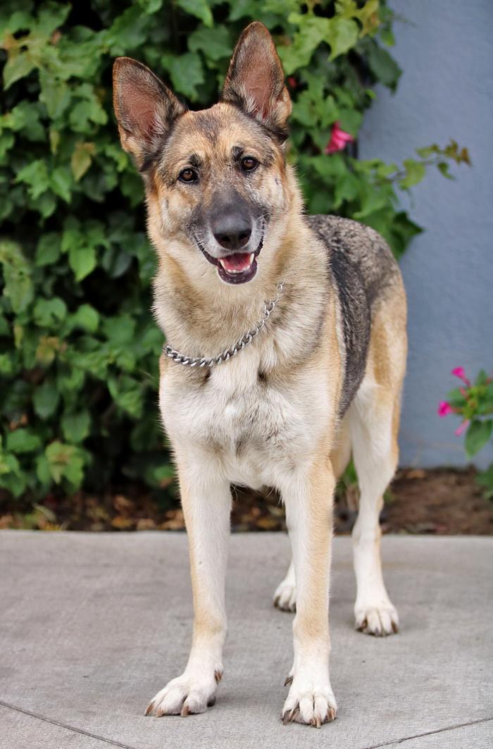 Nala von Surselva, a Adoptable German Shepherd Dog in Los Angeles, CA image 5/6