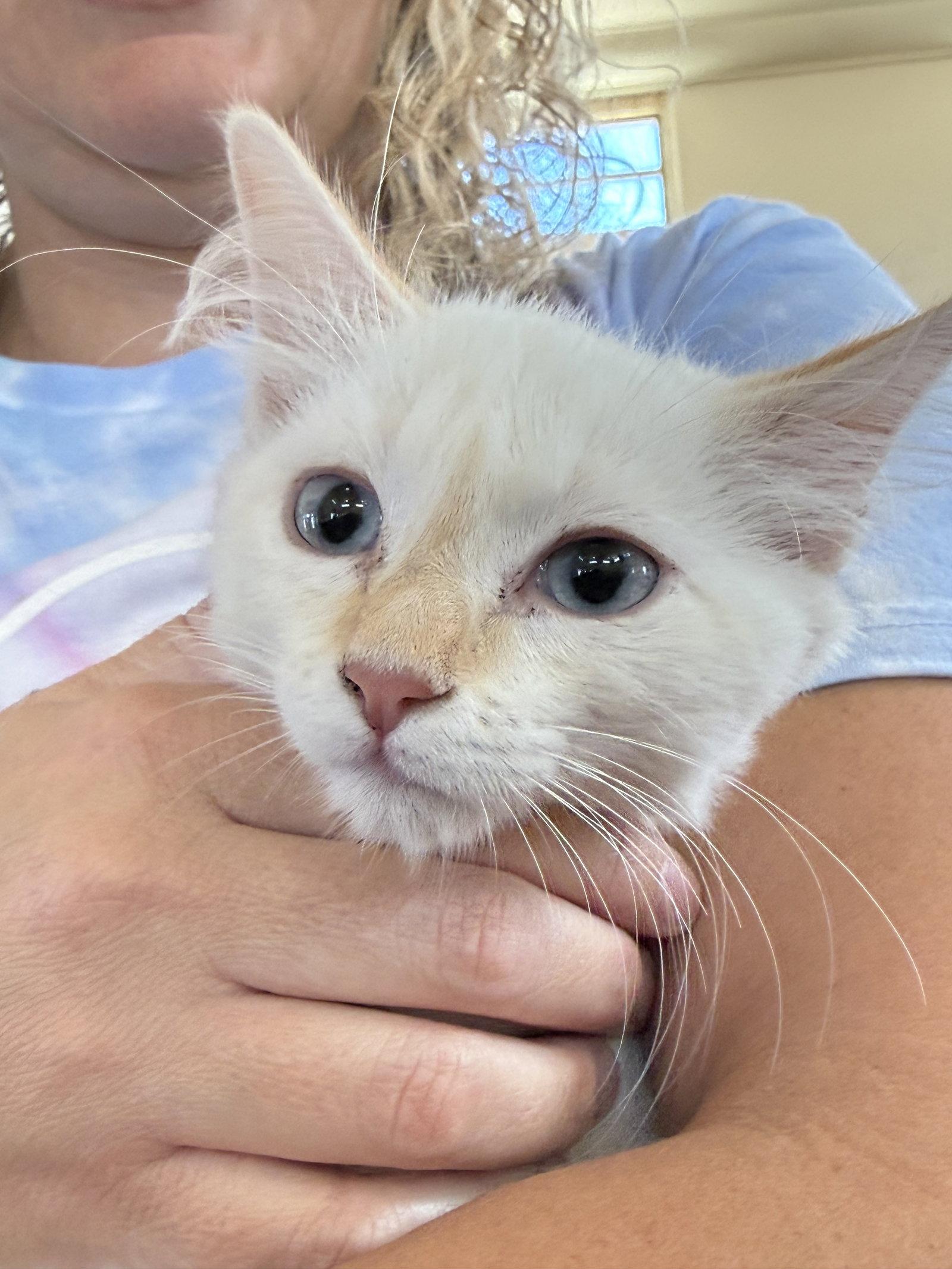 Enlarge Phoebe ( EE), a Adoptable Siamese in Vallejo, CA image 3/3