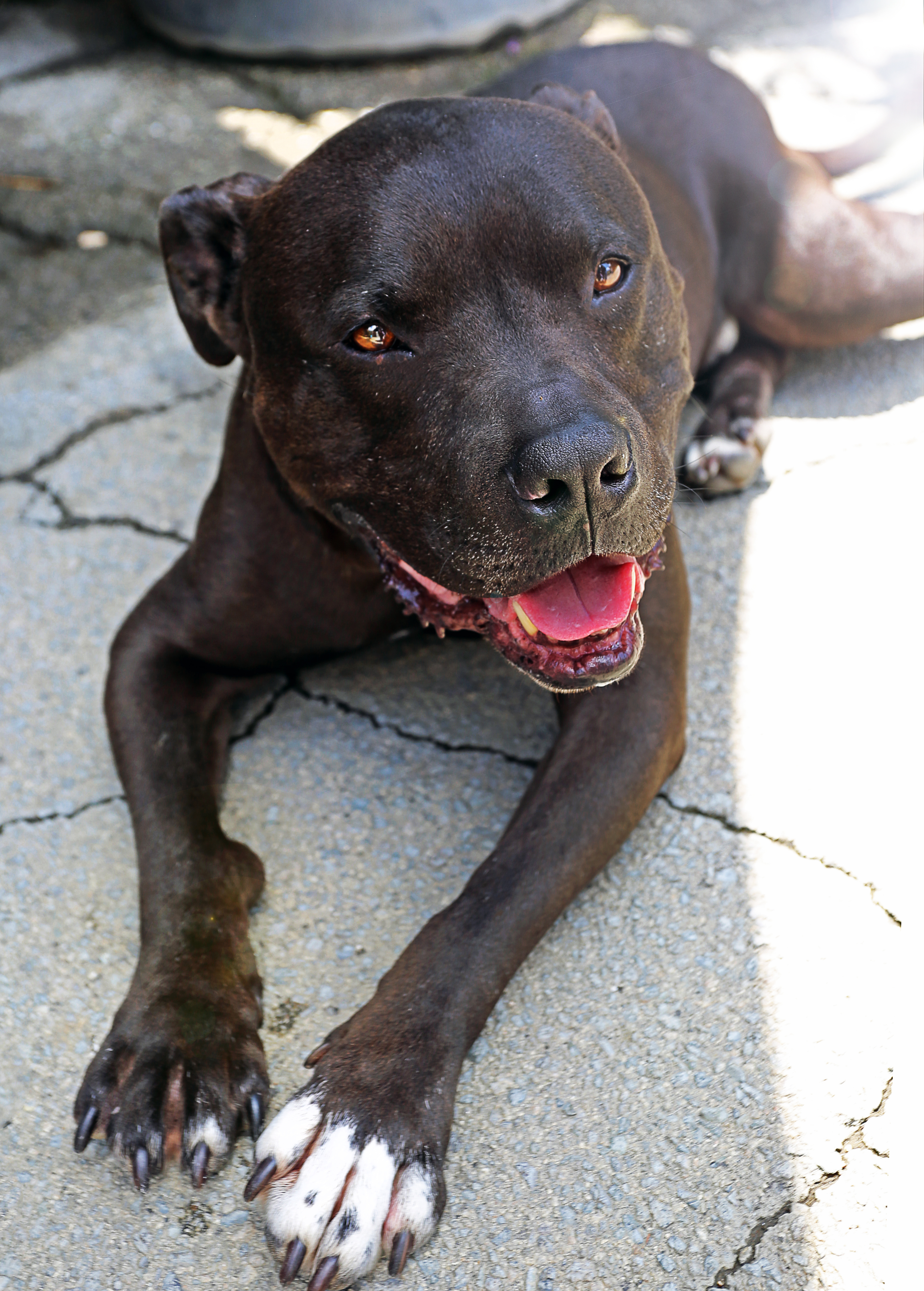 KOBE, a Adoptable mixed breed in Pasadena, CA image 3/4