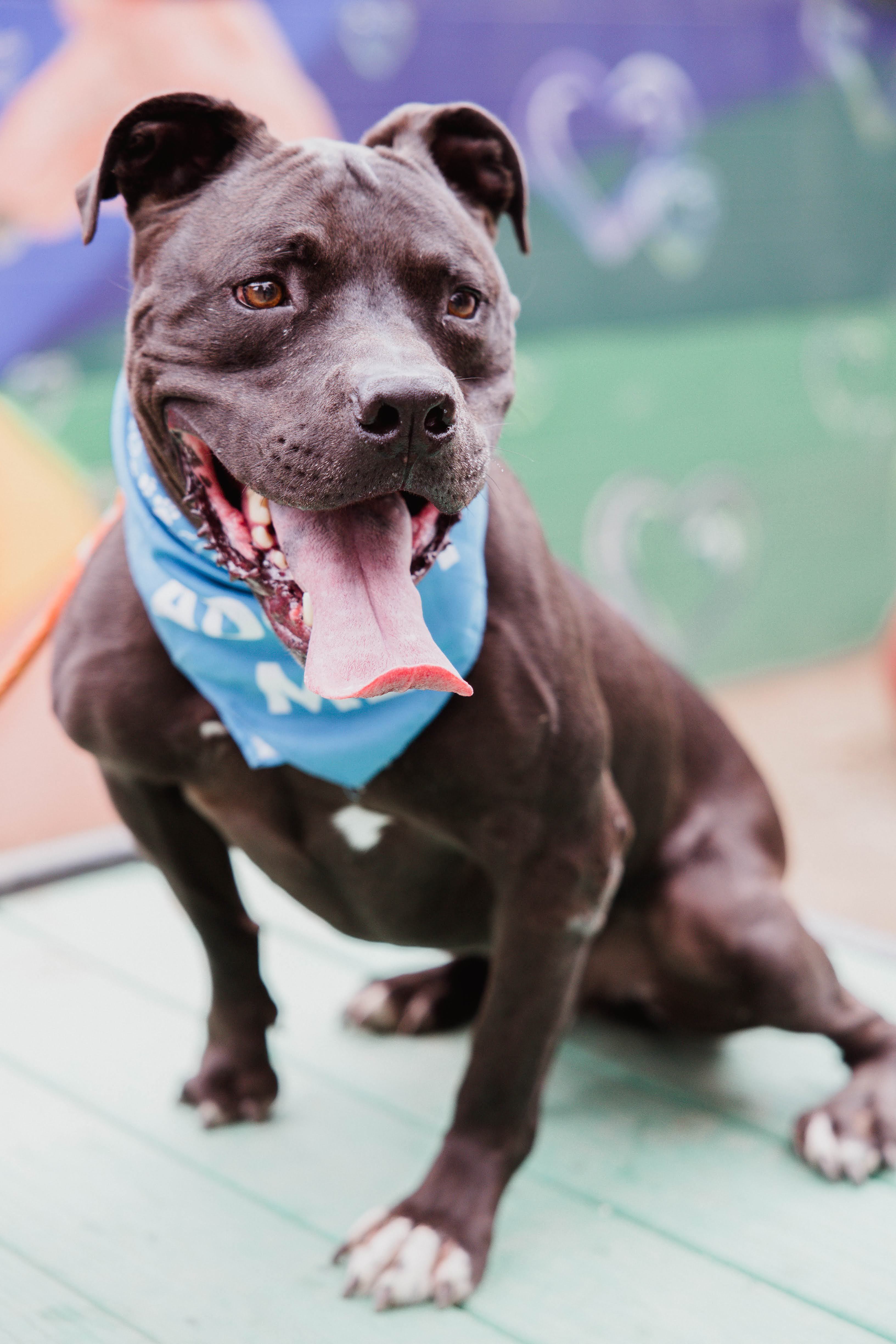 KOBE, a Adoptable mixed breed in Pasadena, CA image 4/4