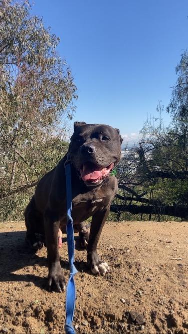 KOBE, Adoptable, Adult Male Mastiff & Staffordshire Bull Terrier.