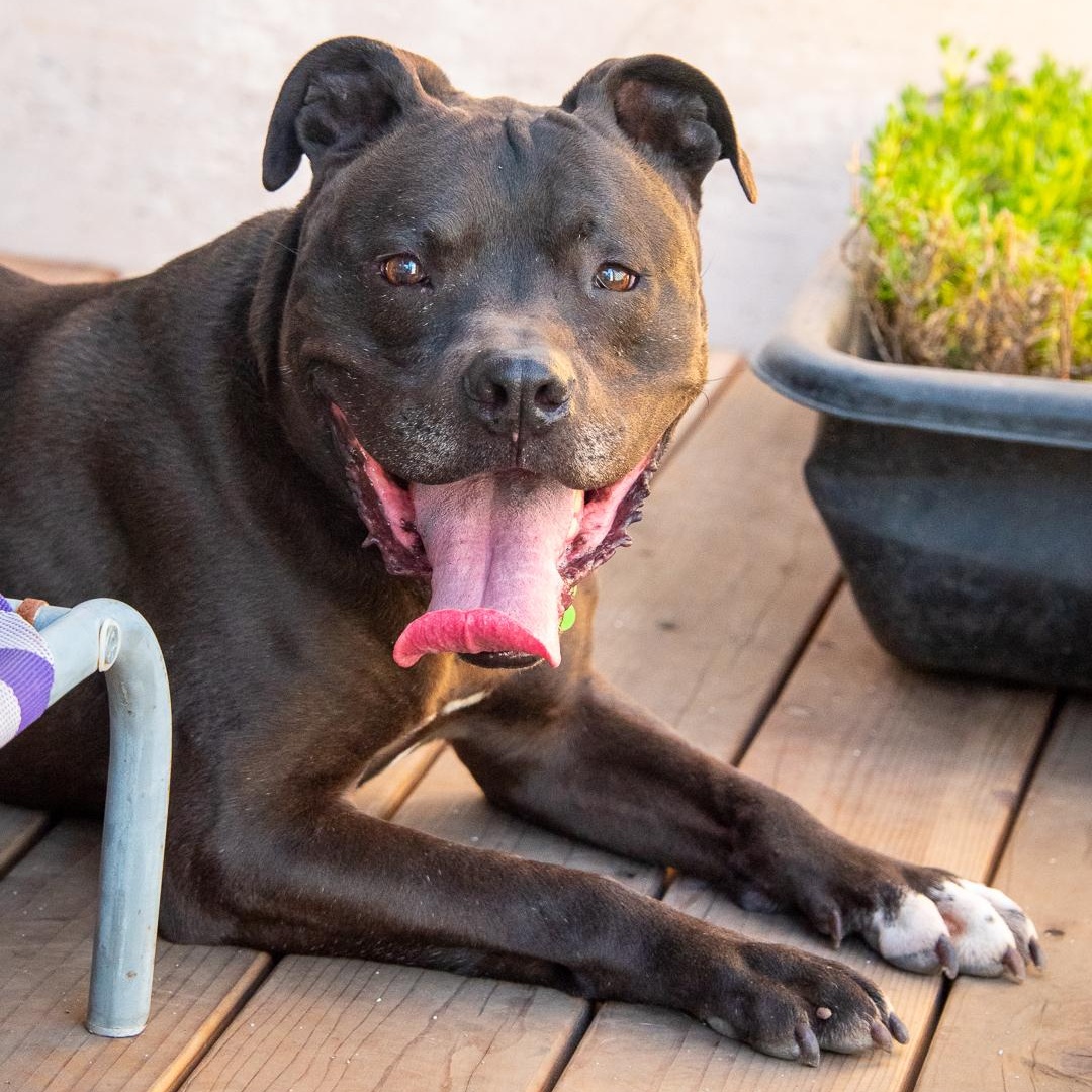 KOBE, a Adoptable mixed breed in Pasadena, CA image 2/4