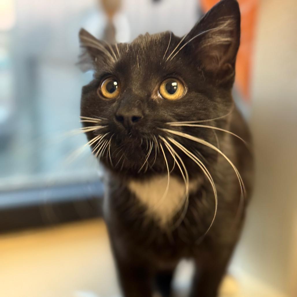 Cassiopeia - Playful sweetheart!, Adoptable, Kitten Female Domestic Short Hair.