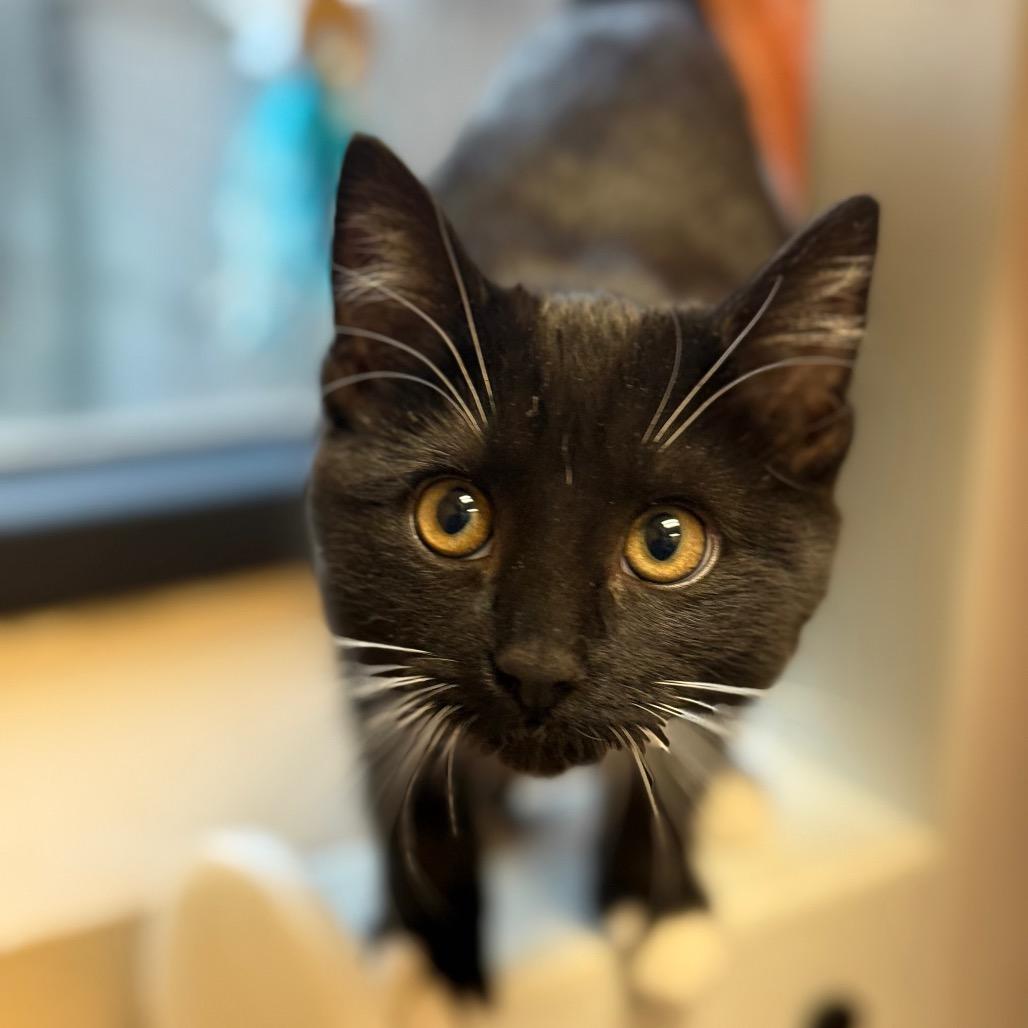 Cassiopeia - Playful sweetheart!, a Adoptable Domestic Short Hair in Flagstaff, AZ image 2/3