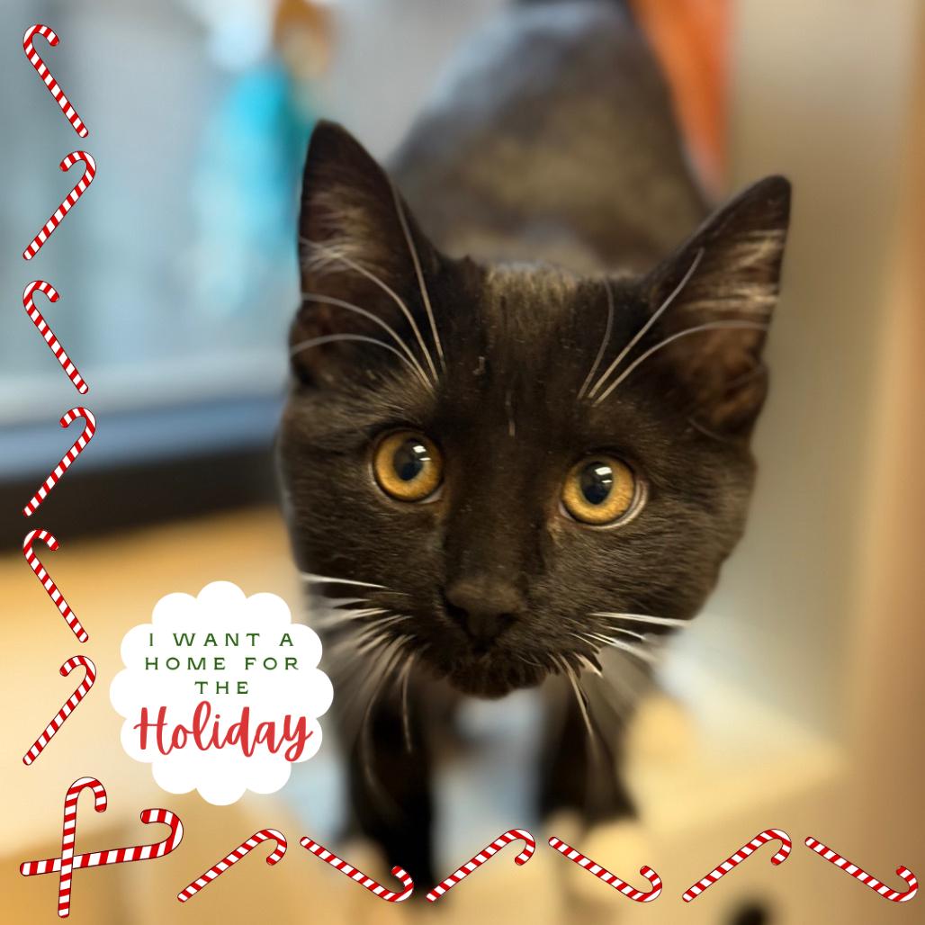 Cassiopeia - Playful sweetheart!, a Adoptable Domestic Short Hair in Flagstaff, AZ image 3/3