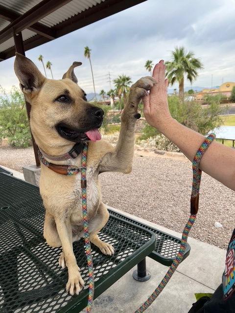 Tatiana (Courtesy post), Adoptable, Young Female Black Mouth Cur & Shepherd.