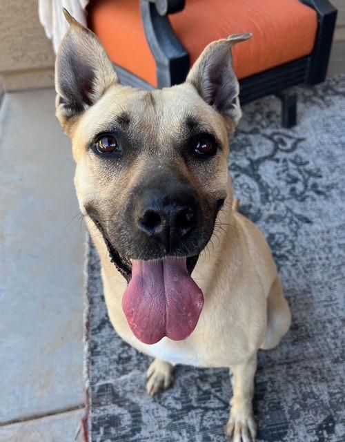 Tatiana (Courtesy post), a Adoptable mixed breed in Phoenix, AZ image 2/3