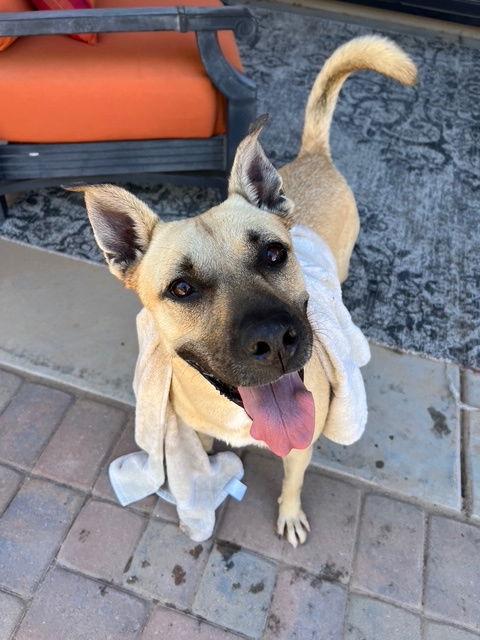 Tatiana (Courtesy post), a Adoptable mixed breed in Phoenix, AZ image 3/3