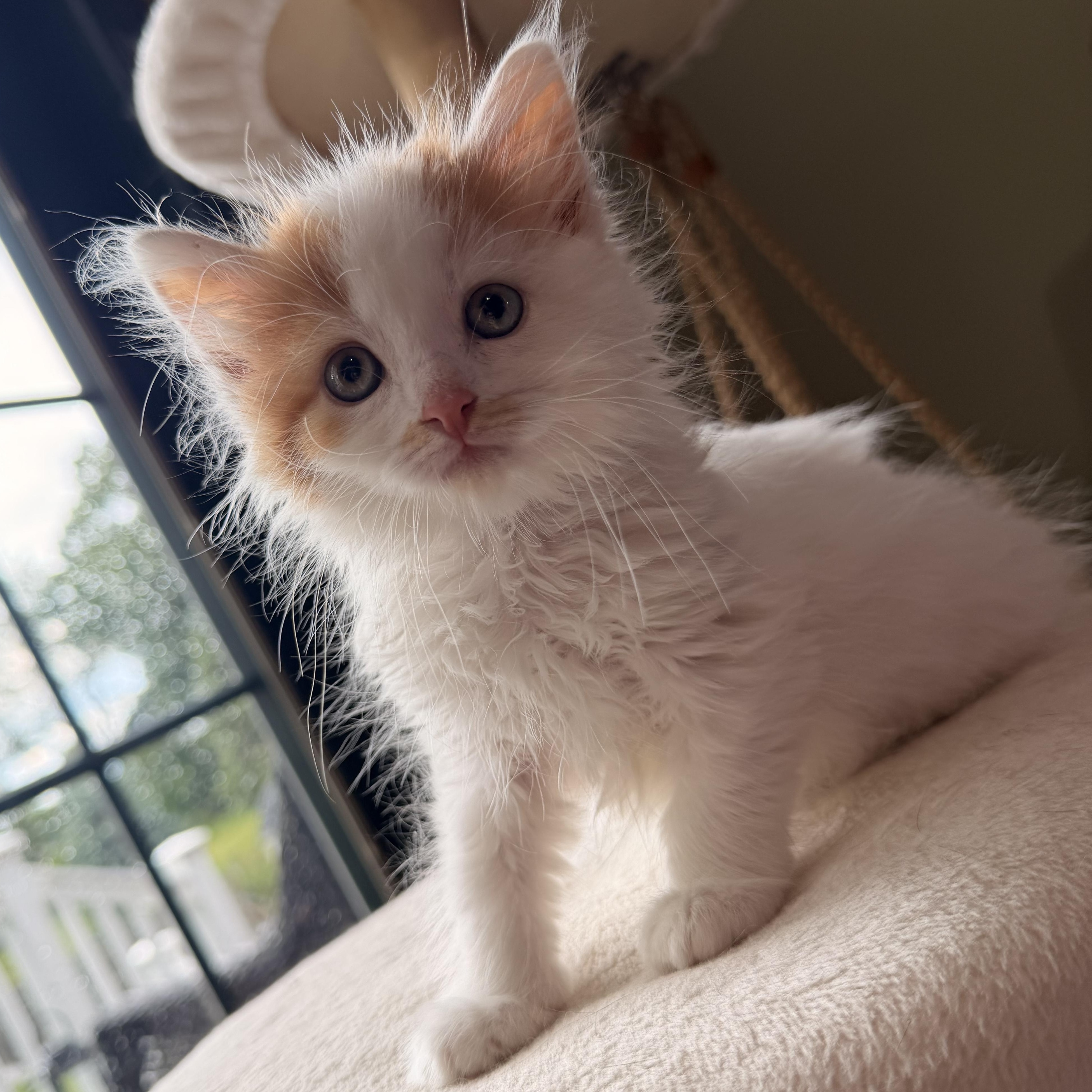 Cats & Kittens for Adoption in Kingston, PA | Petfinder
