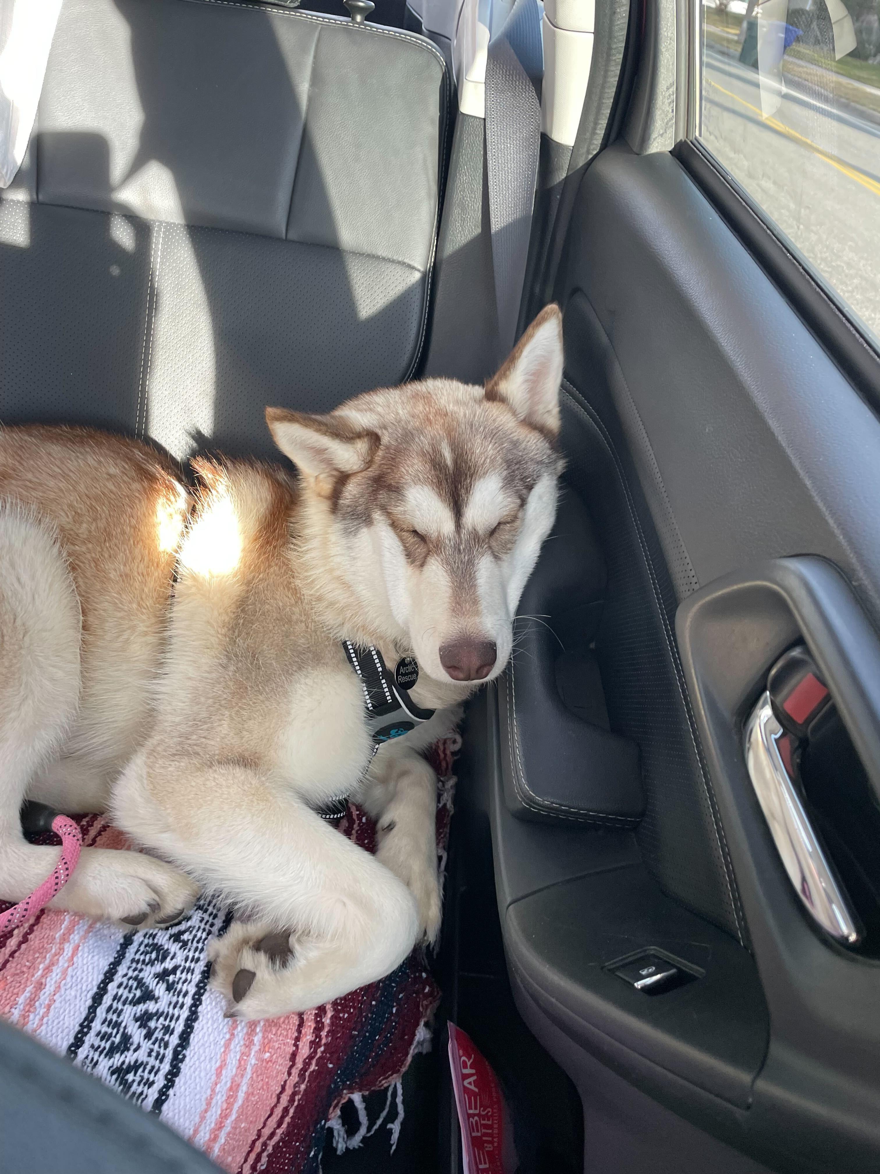 Enlarge Maggie, a Adopted Siberian Husky in Cottonwood Heights, UT image 1/6