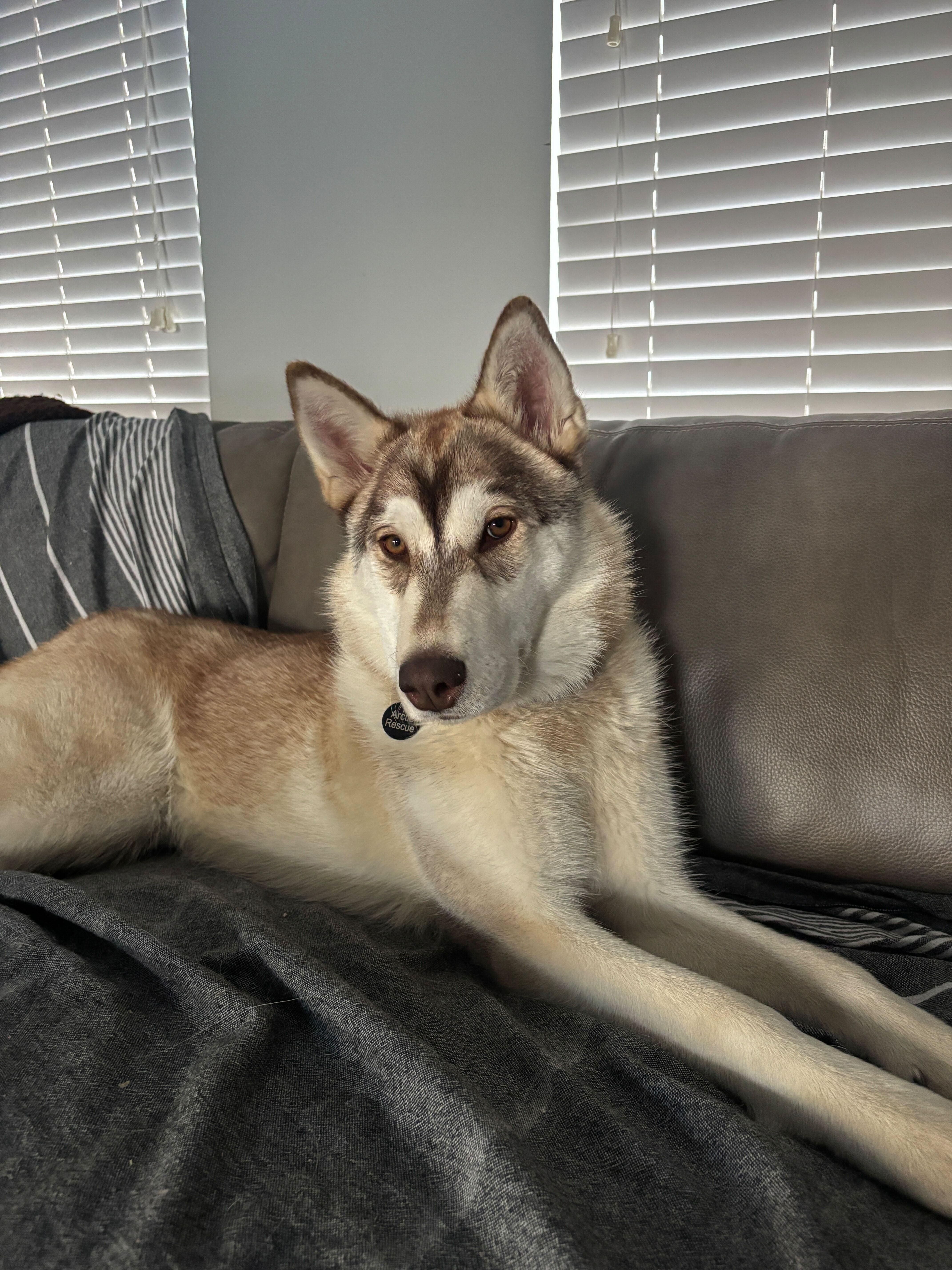 Enlarge Maggie, a Adopted Siberian Husky in Cottonwood Heights, UT image 2/6