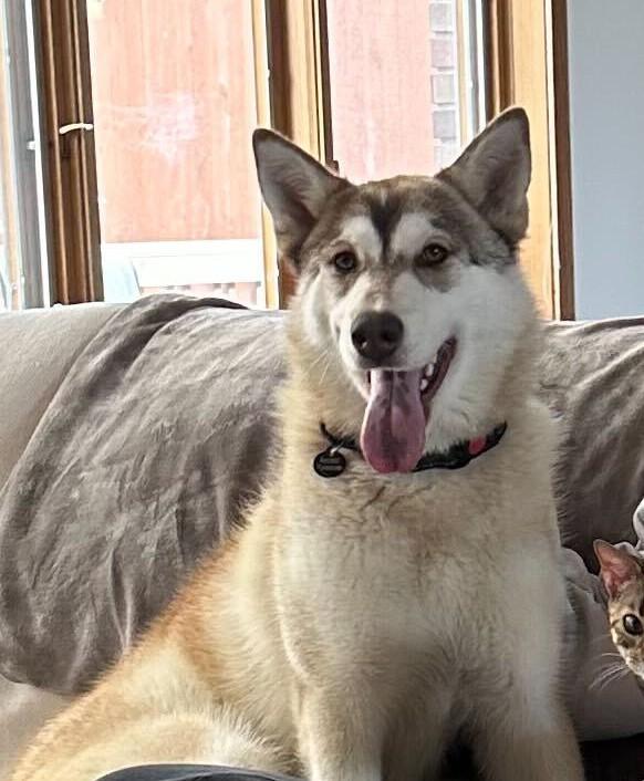 Enlarge Maggie, a Adoptable Siberian Husky in Cottonwood Heights, UT image 1/6