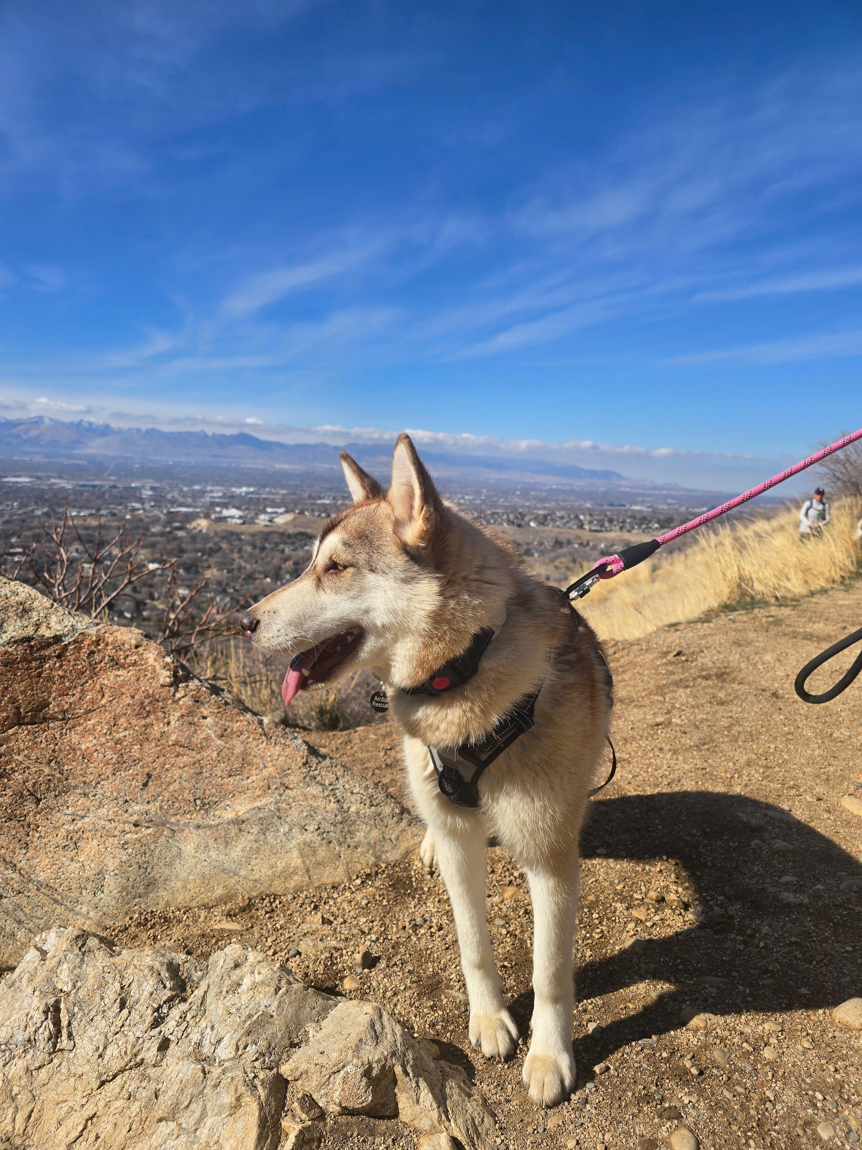 Enlarge Maggie, a Adoptable Siberian Husky in Cottonwood Heights, UT image 2/6