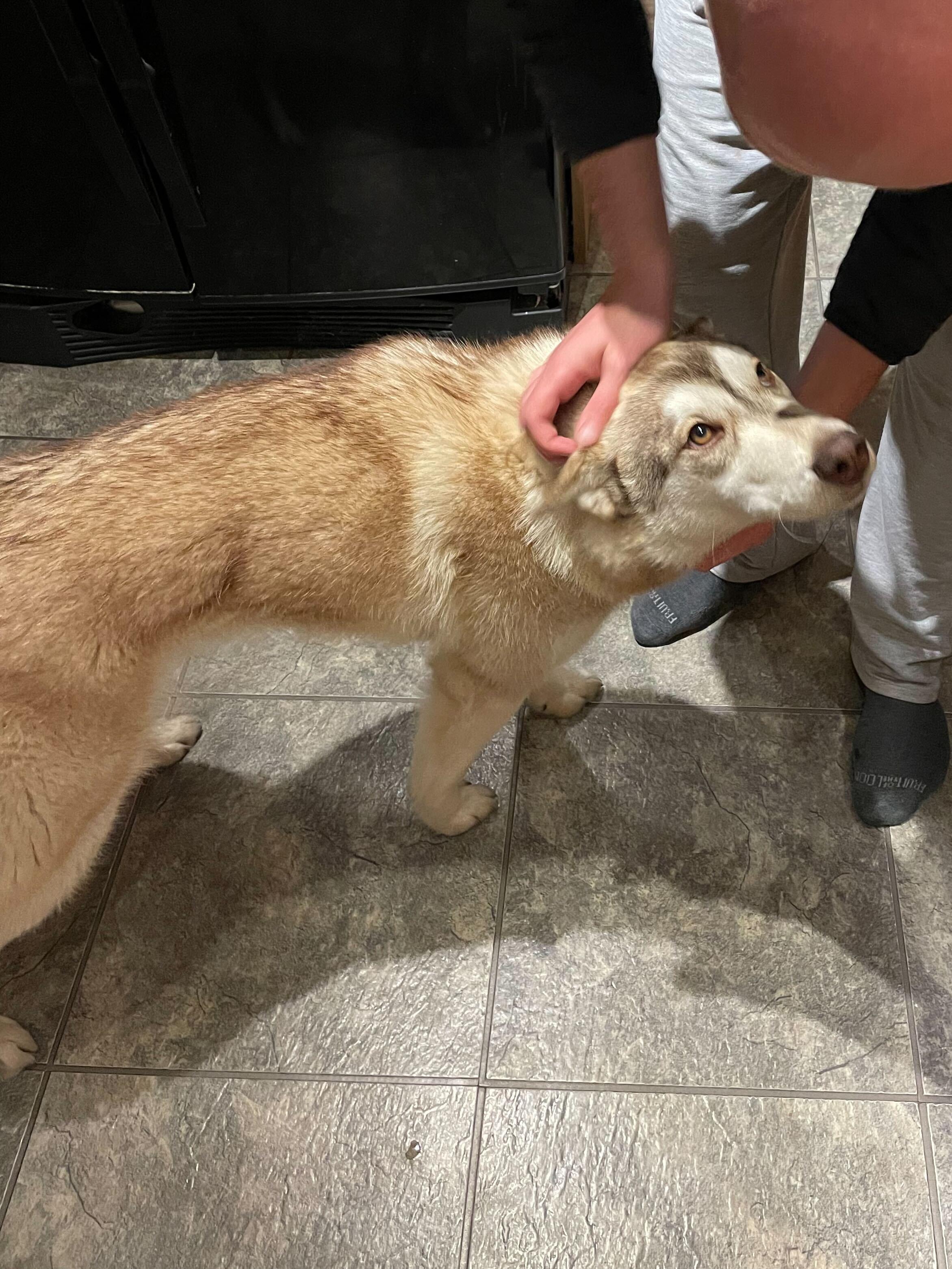 Enlarge Maggie, a Adoptable Siberian Husky in Cottonwood Heights, UT image 3/6