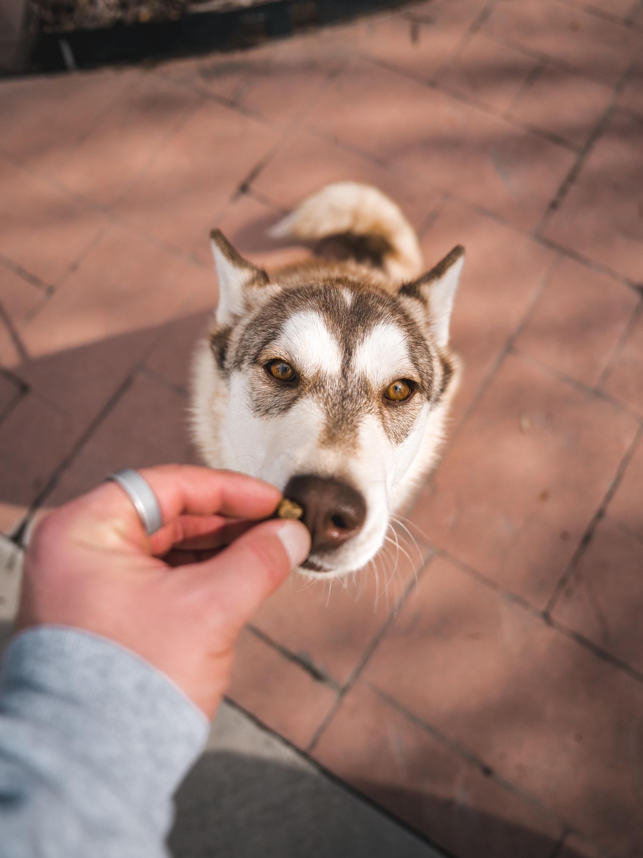 Enlarge Maggie, a Adopted Siberian Husky in Cottonwood Heights, UT image 3/6