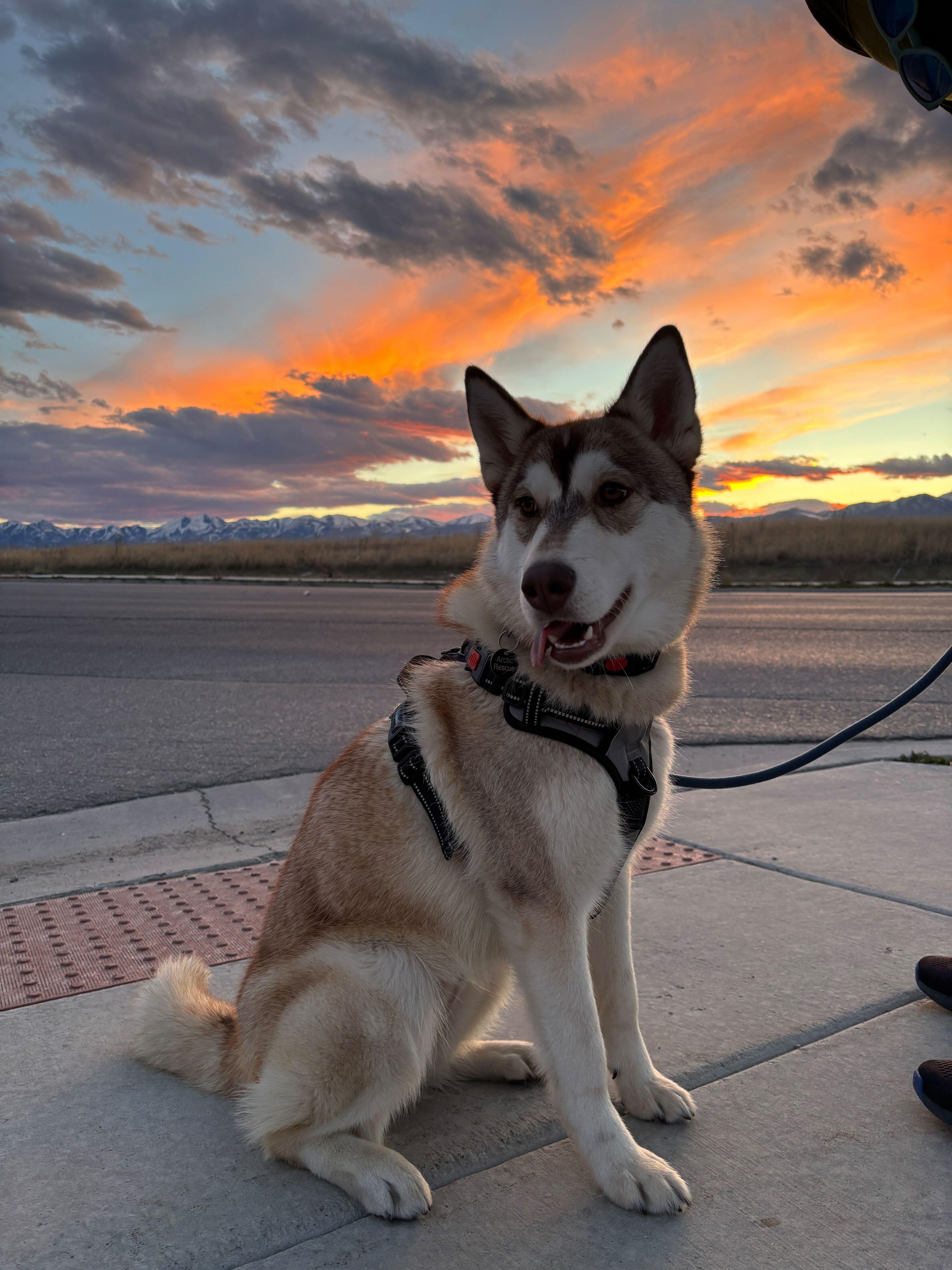 Enlarge Maggie, a Adopted Siberian Husky in Cottonwood Heights, UT image 4/6