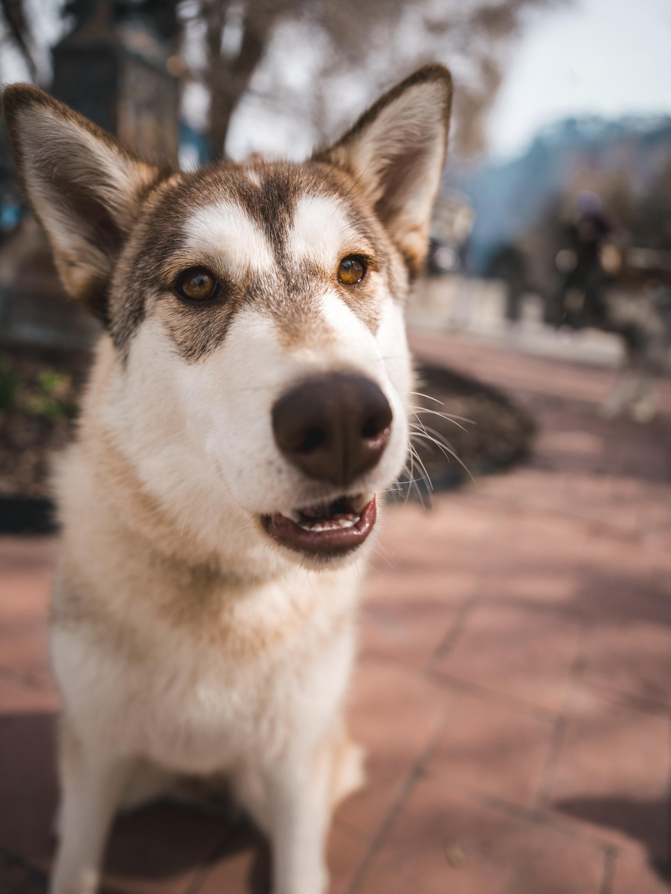 Enlarge Maggie, a Adopted Siberian Husky in Cottonwood Heights, UT image 5/6