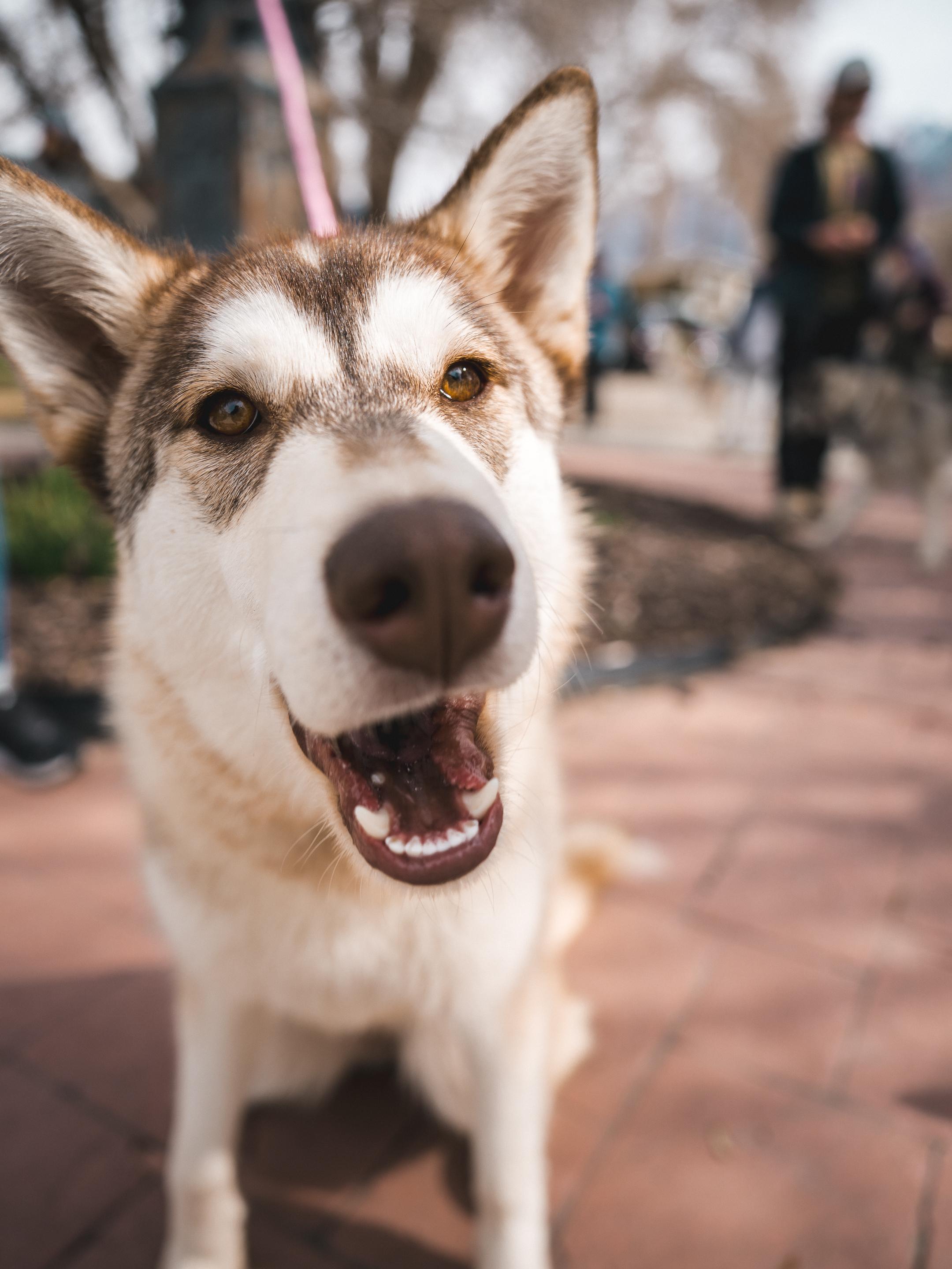 Enlarge Maggie, a Adopted Siberian Husky in Cottonwood Heights, UT image 6/6